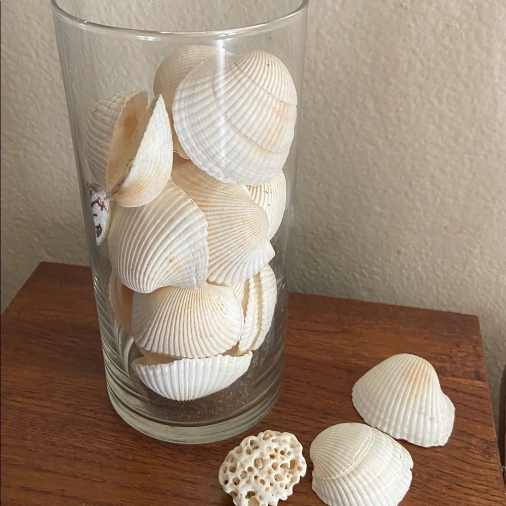 Vintage Seashells & Coral! In a Glass jar - Picture 4 of 7